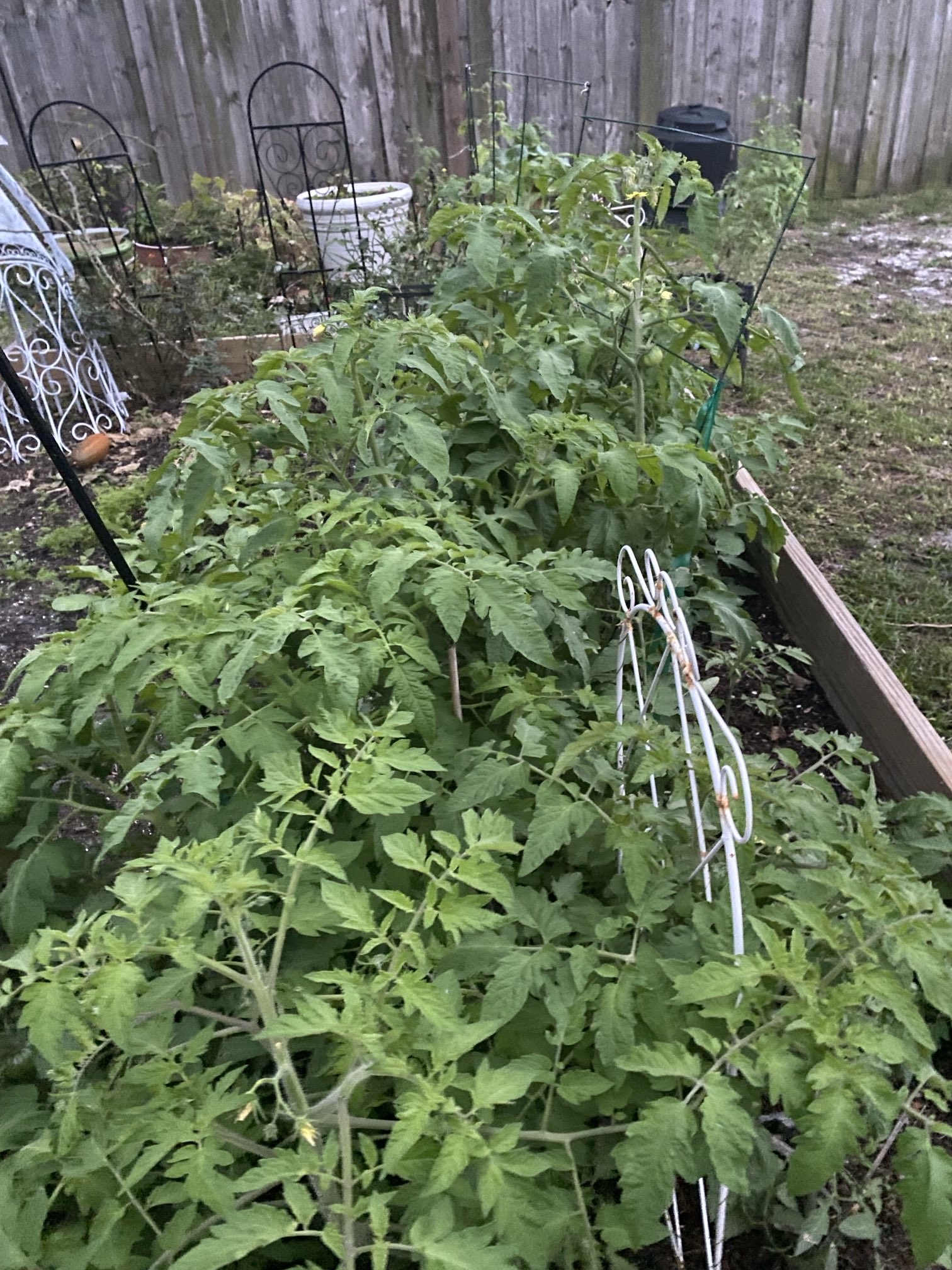 How To Separate Tomato Plants Too Close Together