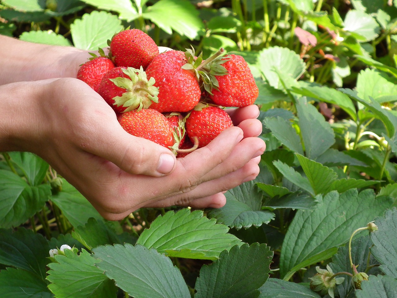 Growing Juicy Strawberries in Zone 9