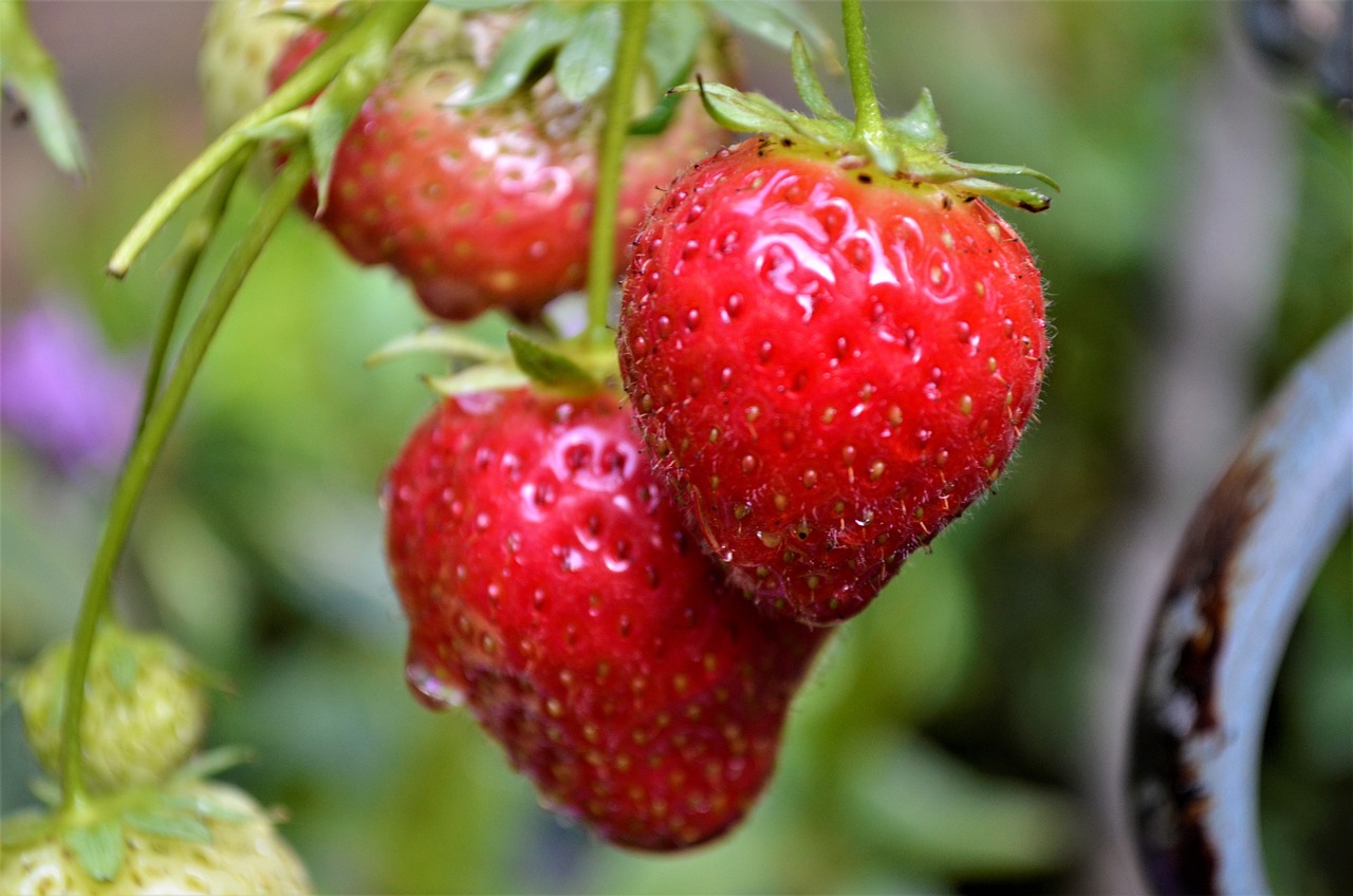 Growing Plump Strawberries in Buckets