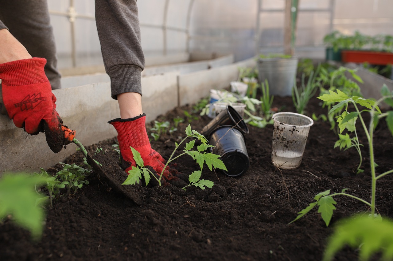 Gardening Tips & Tricks for Beginner