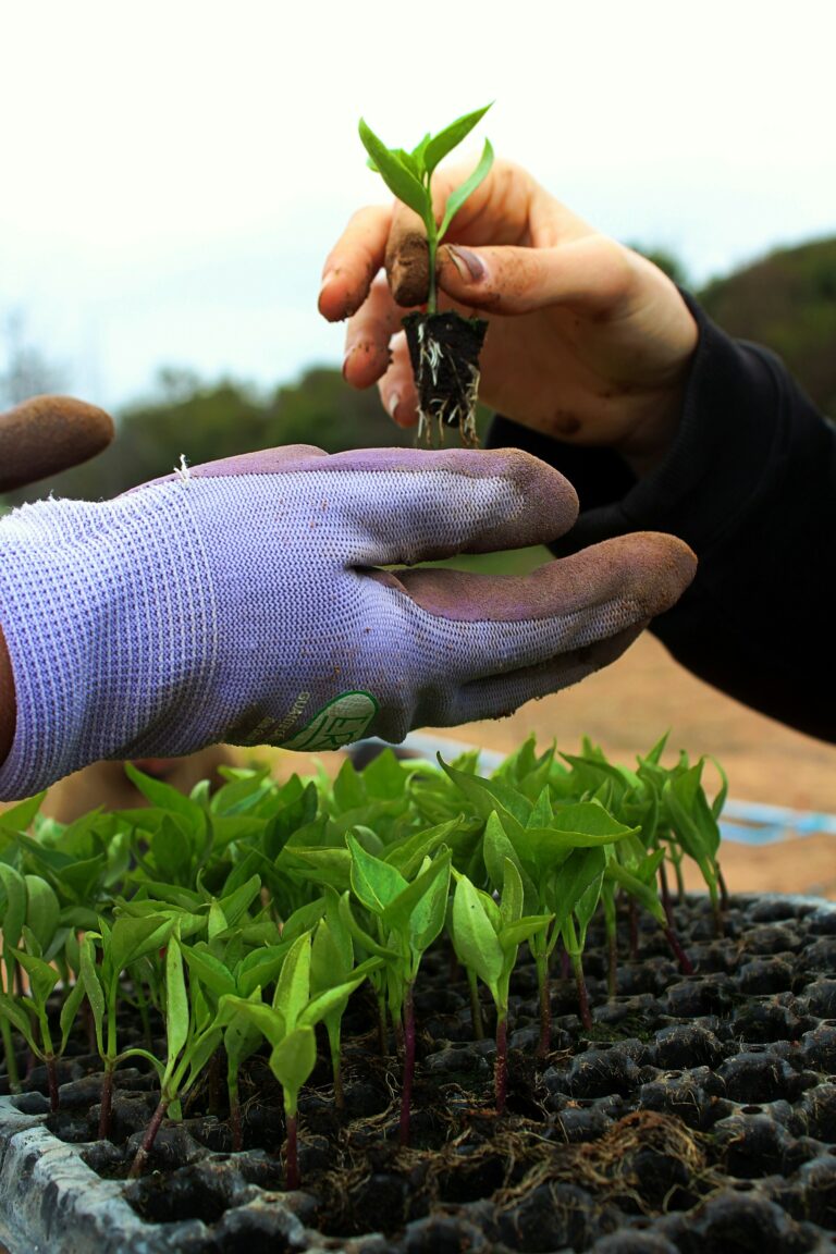 Curated visual reference: 4 Secrets To Stress Free Seed Starting Transplanting For Beginners Photo Inspiration