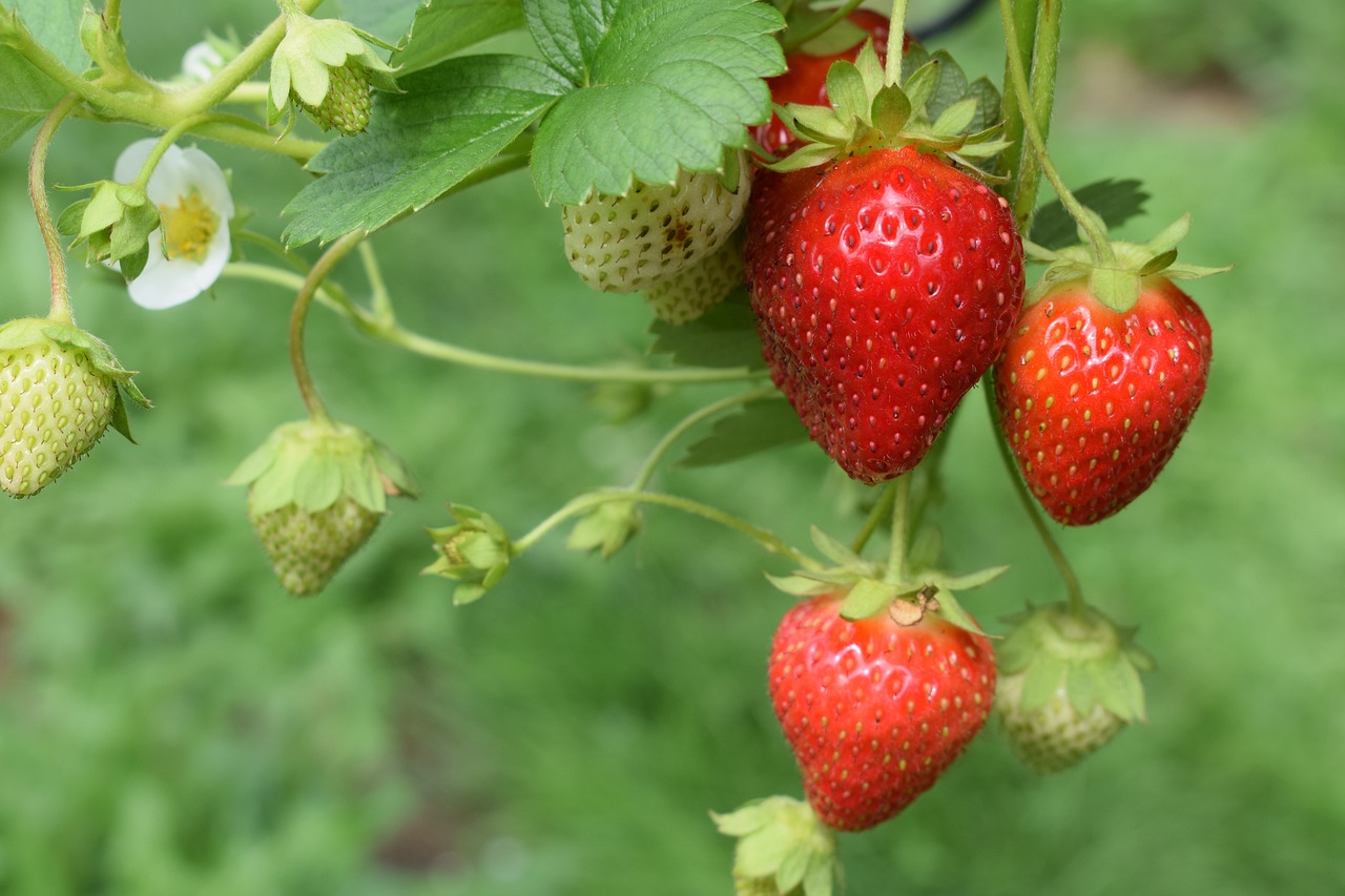 Growing Everbearing Strawberries 