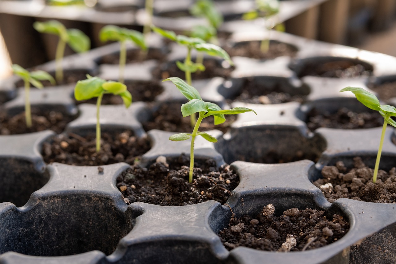 Soils for Starting Your Vegetable Garden Seeds