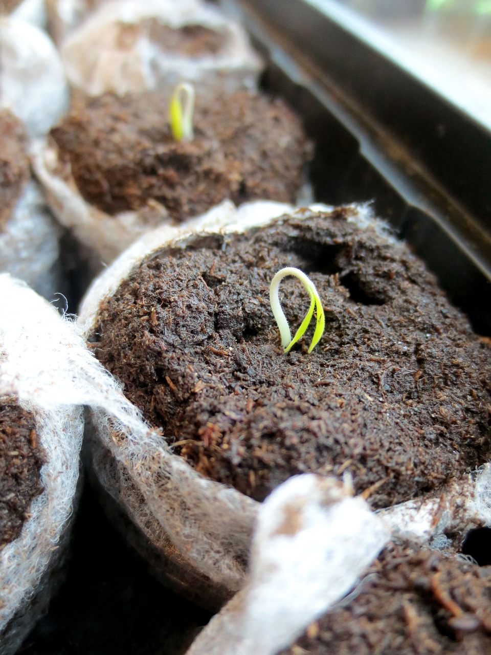 Homemade Seed Starting Soil