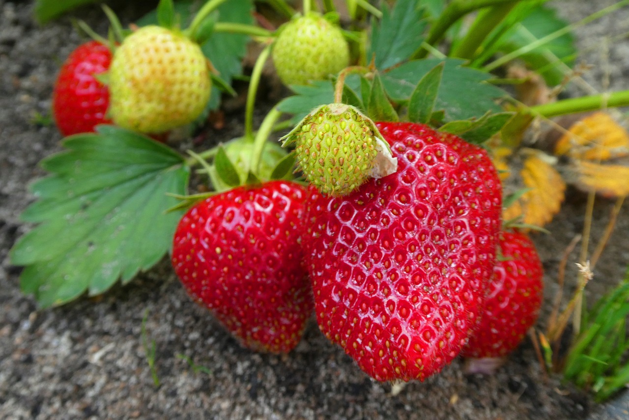 Strawberry Varieties 