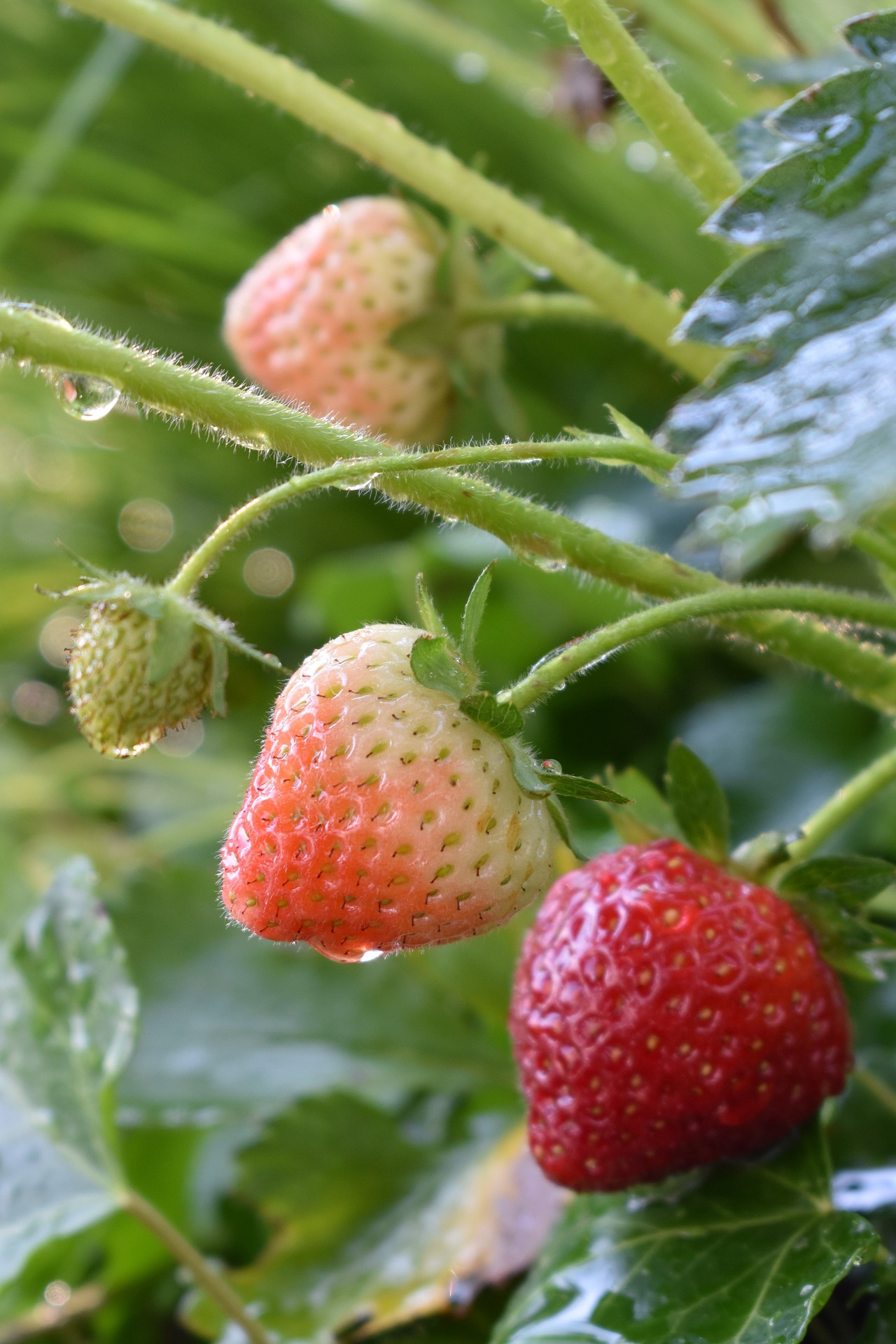 Growing Eversweet Strawberries 