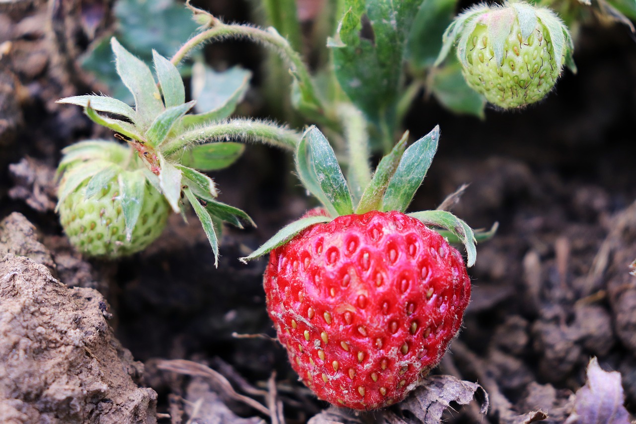 growing wild strawberries