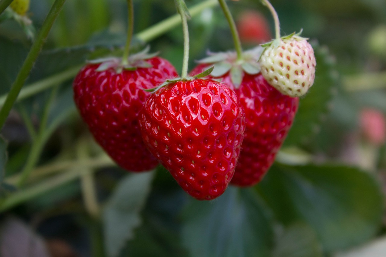 Grow Your Own Year-Round Strawberry Garden 