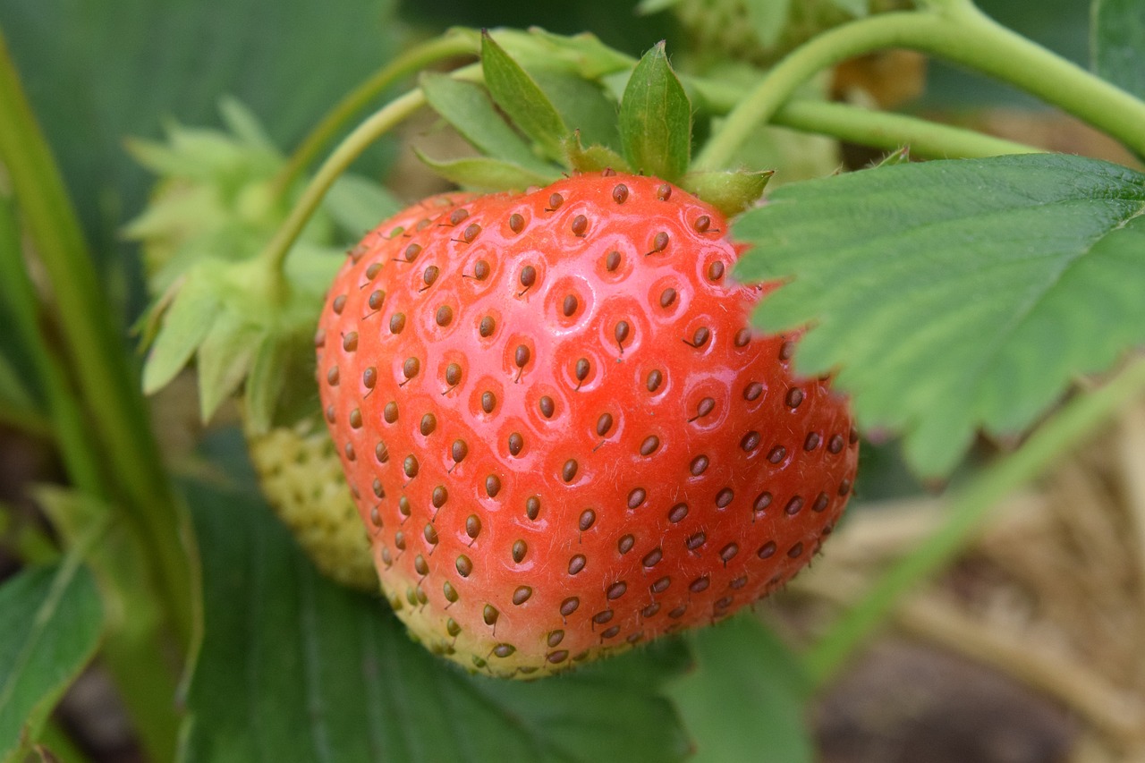 Growing June-Bearing Strawberries