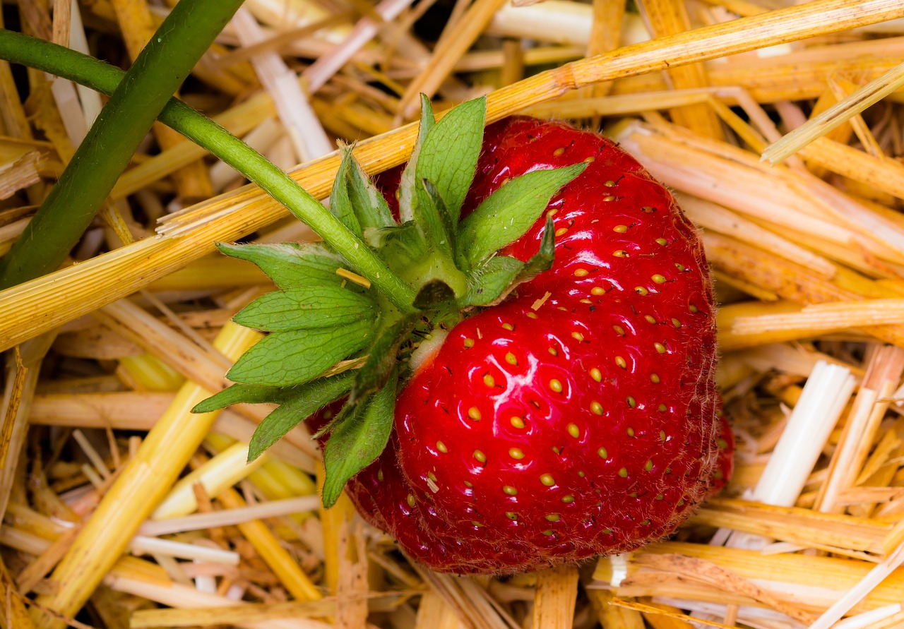 Grow Bigger, Sweeter Strawberries For Beginners