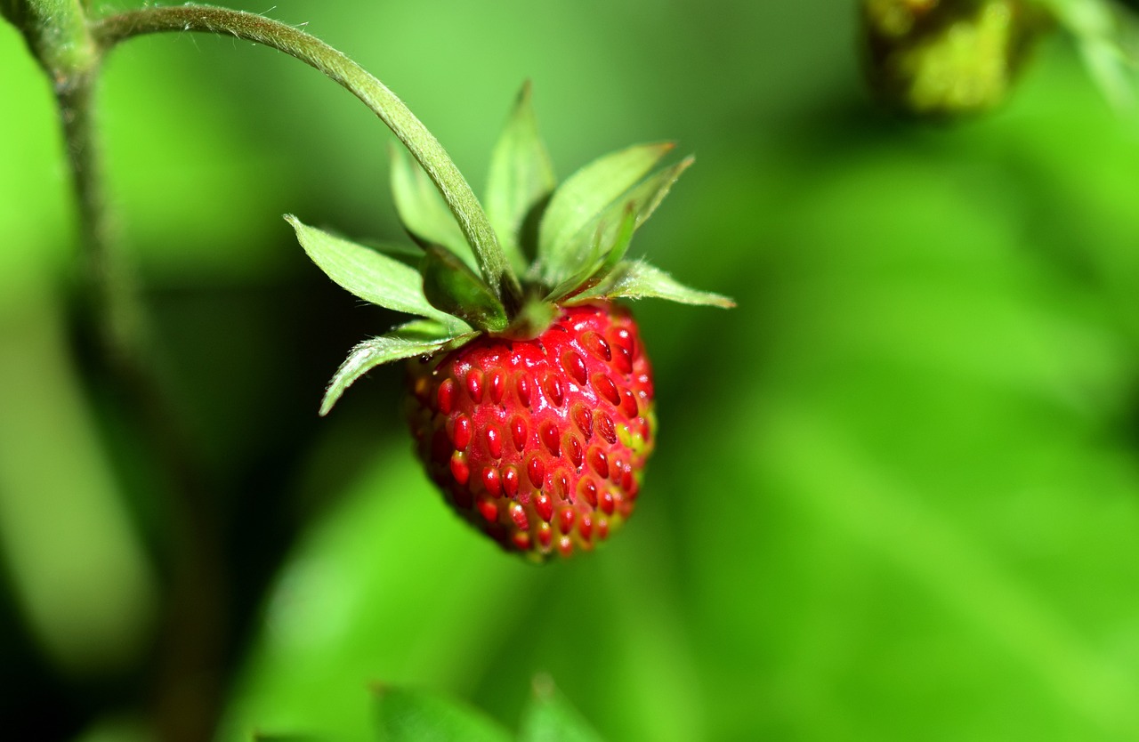 Best Time to Start Growing Strawberries