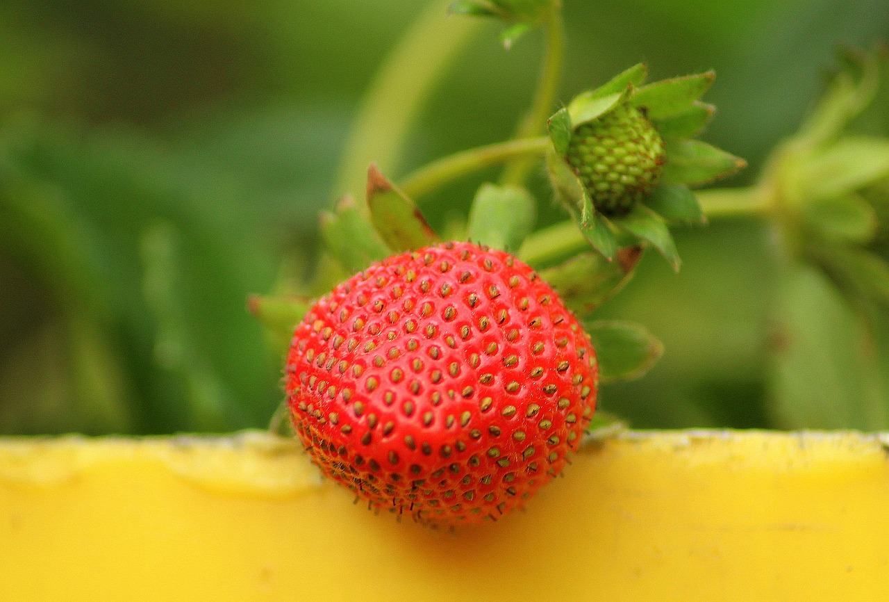  Growing Juicy Strawberries in Zone 8