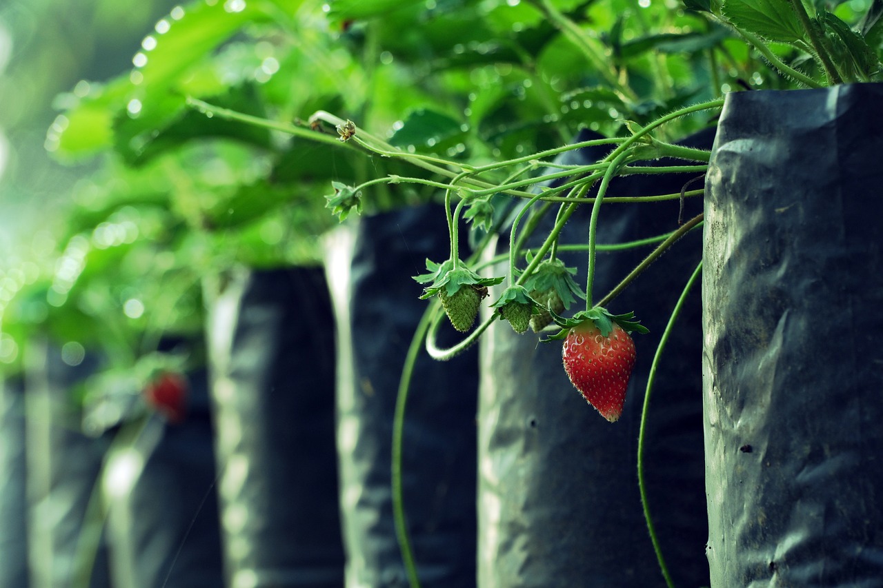 Growing Mouthwatering Strawberries in Grow Bags