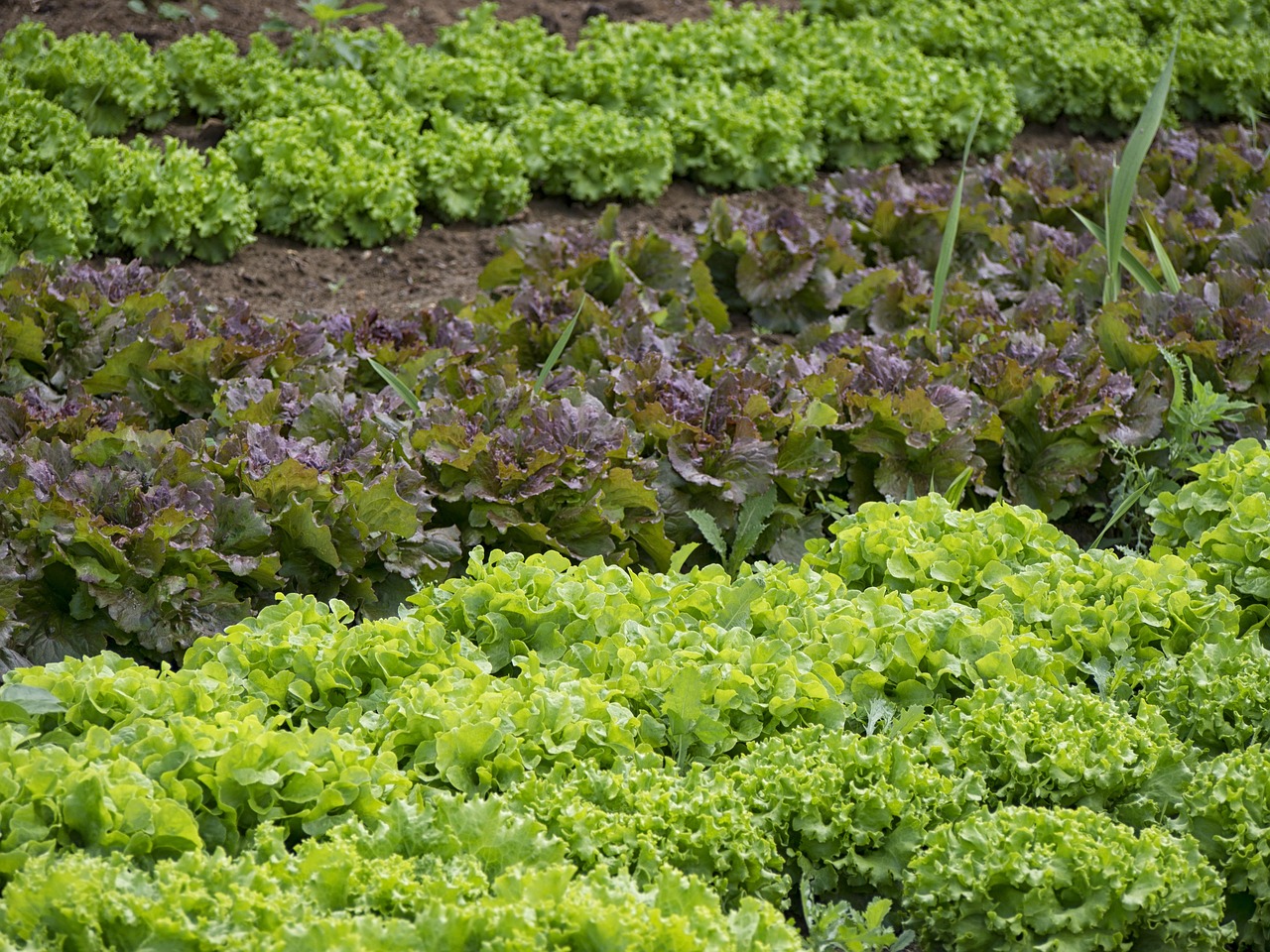 Vegetable Gardening Tips and Tricks