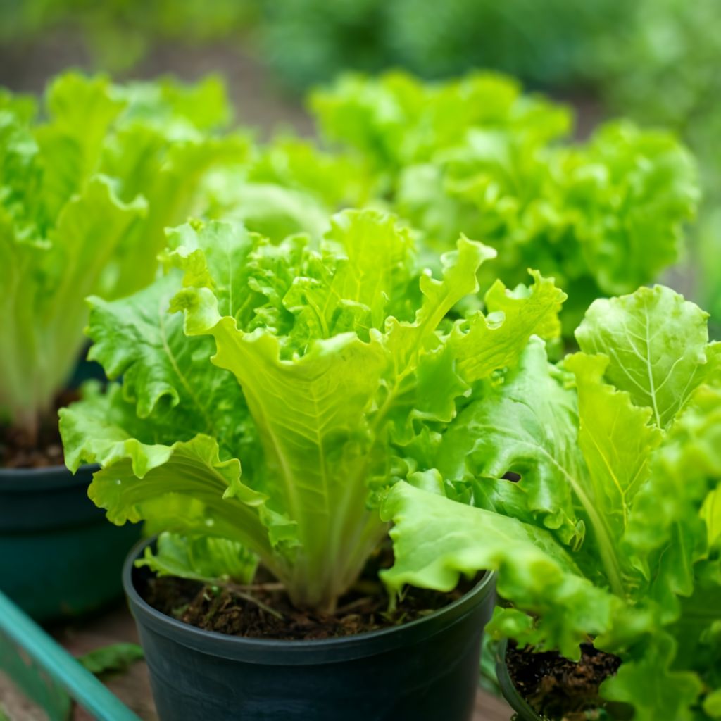 Beginner's Guide to Container Vegetable Gardening