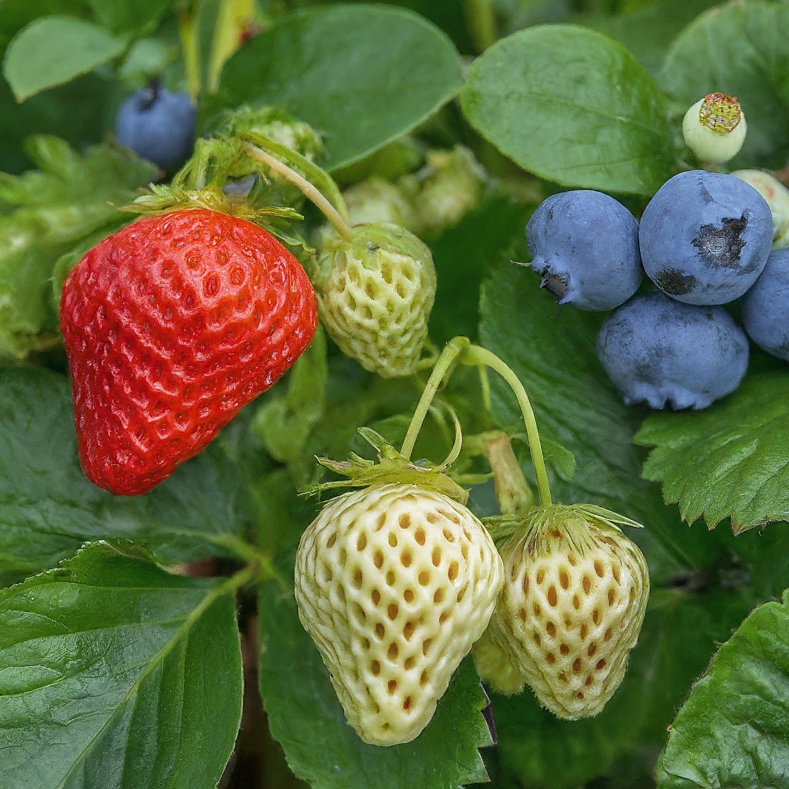 Can You Grow Strawberries & Blueberries Together?