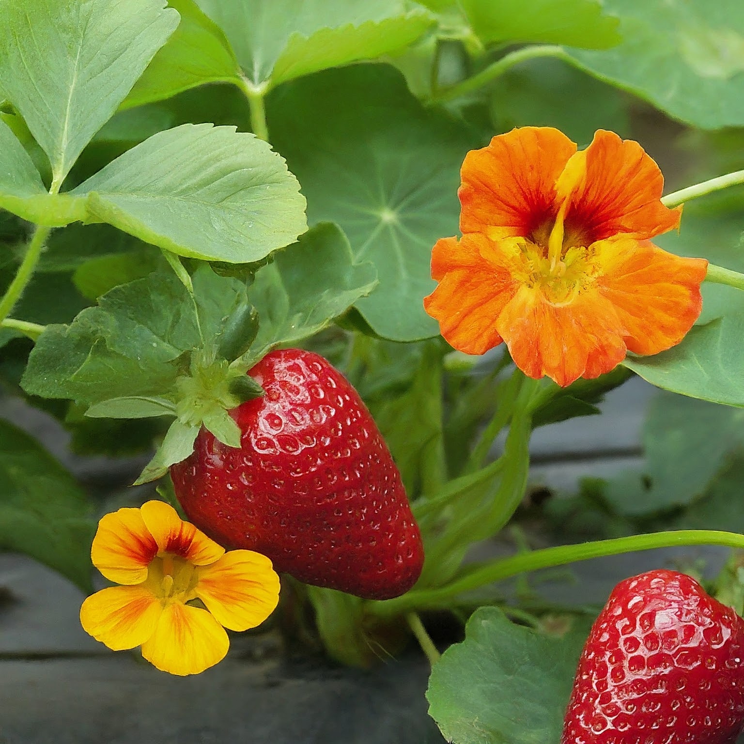 Growing Juicy Strawberries & Stunning Flowers