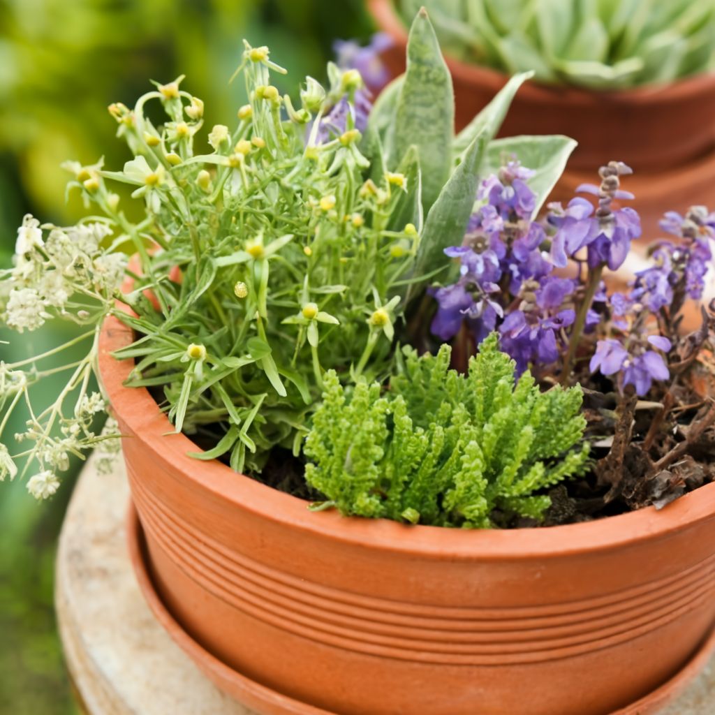 Companion Planting Herbs And Flowers