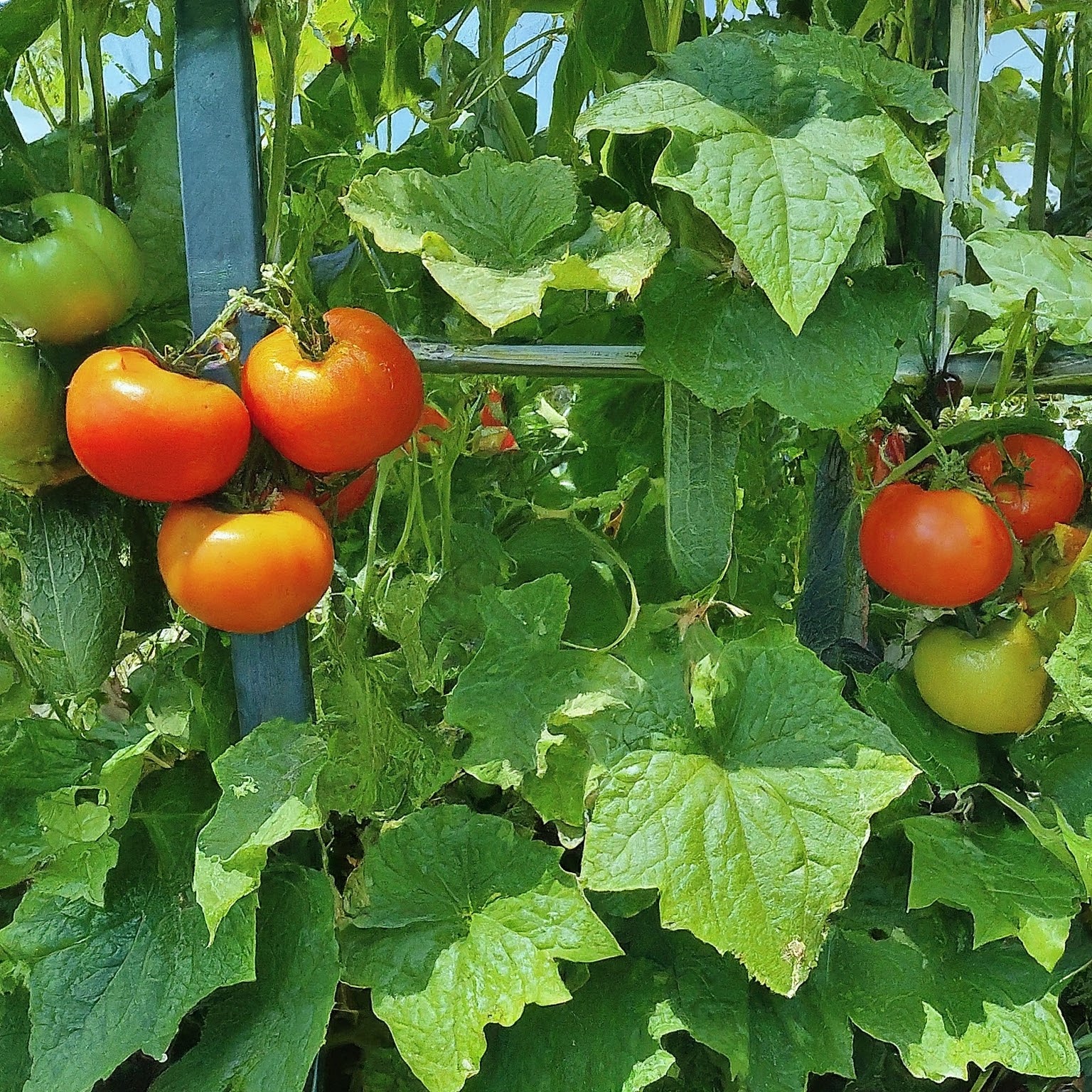 Can Cucumbers And Tomatoes Be Planted Next To Each Other?