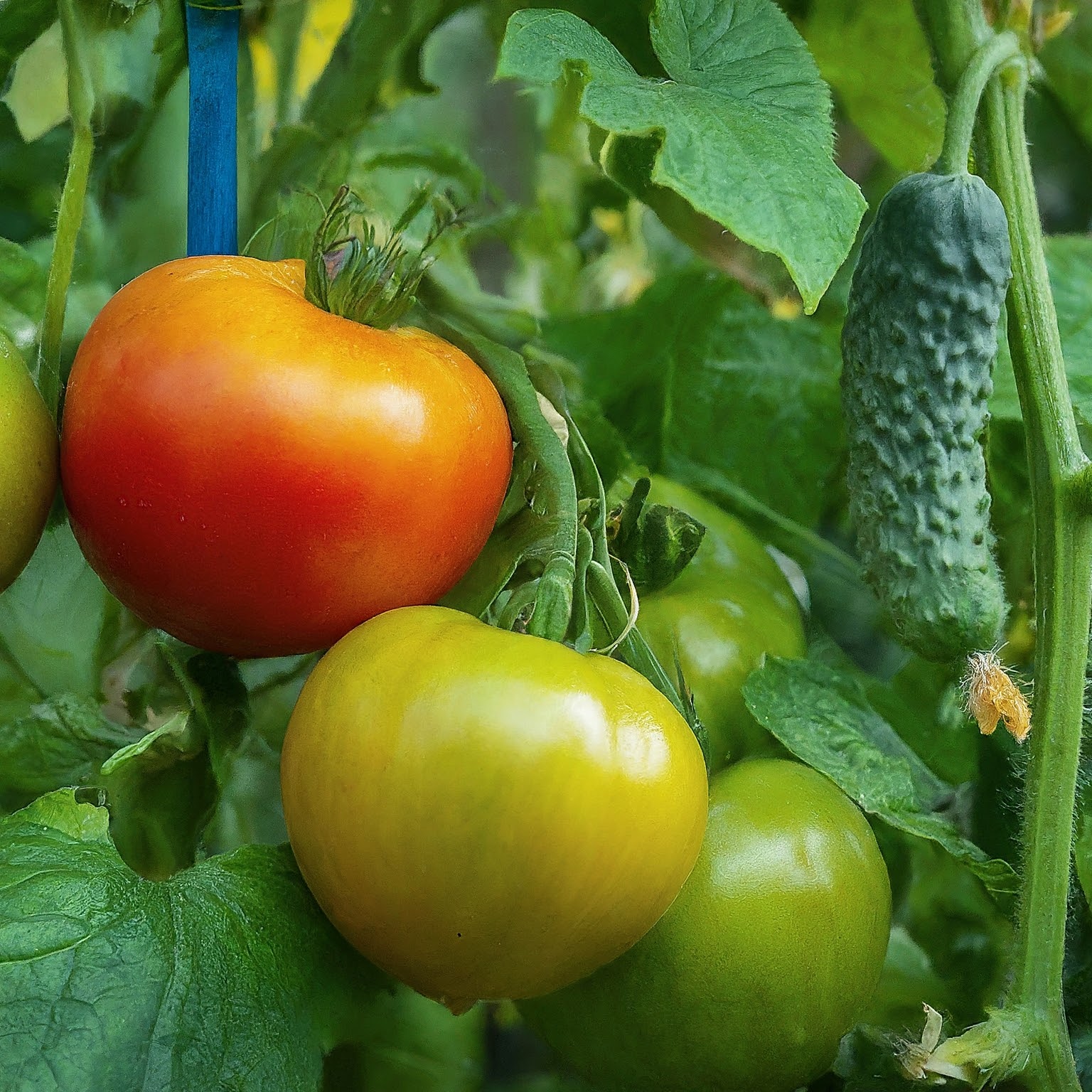 5 Challenges to Keep in Mind When Planting Tomatoes and Cucumbers Together.
