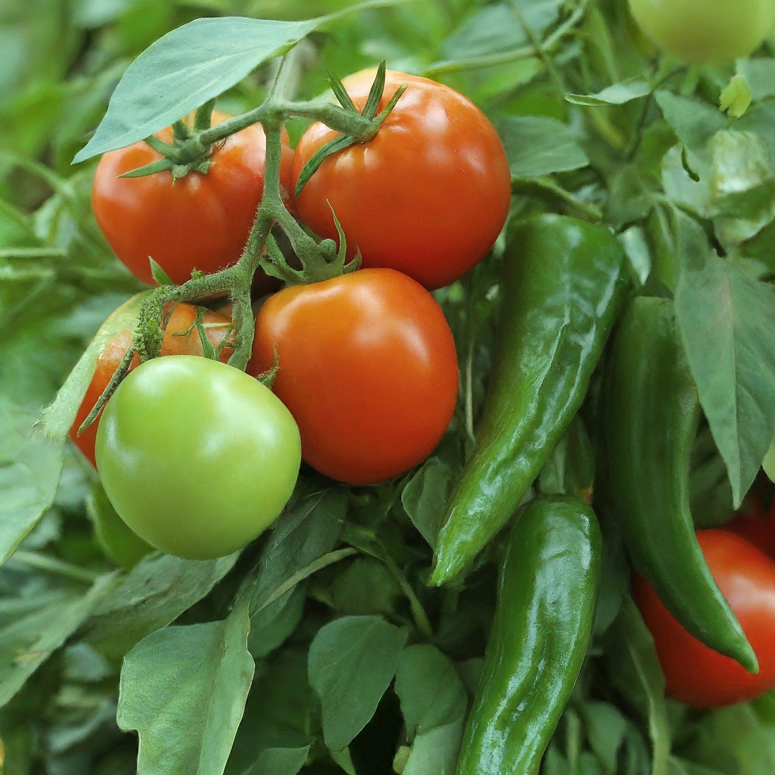 Companion Plants for Tomatoes and Peppers