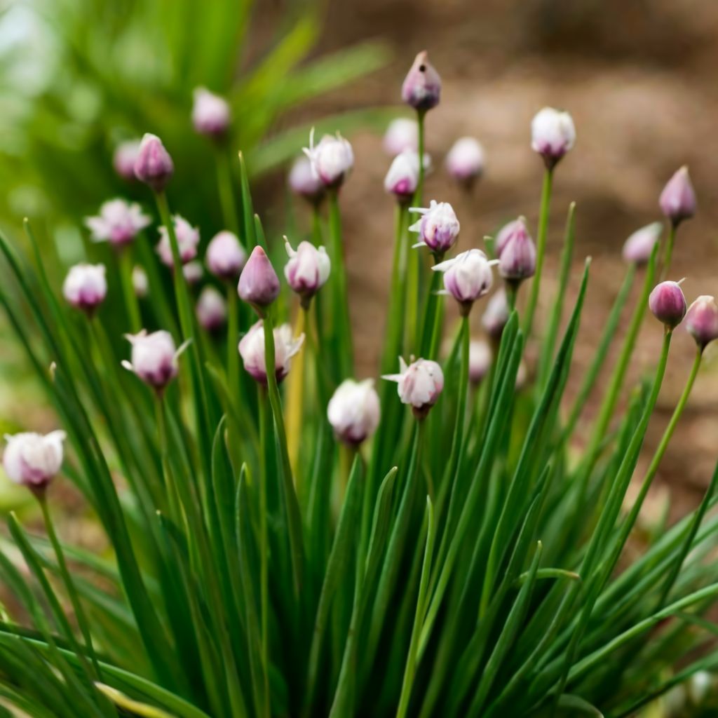 Best Companion Plants For Chives