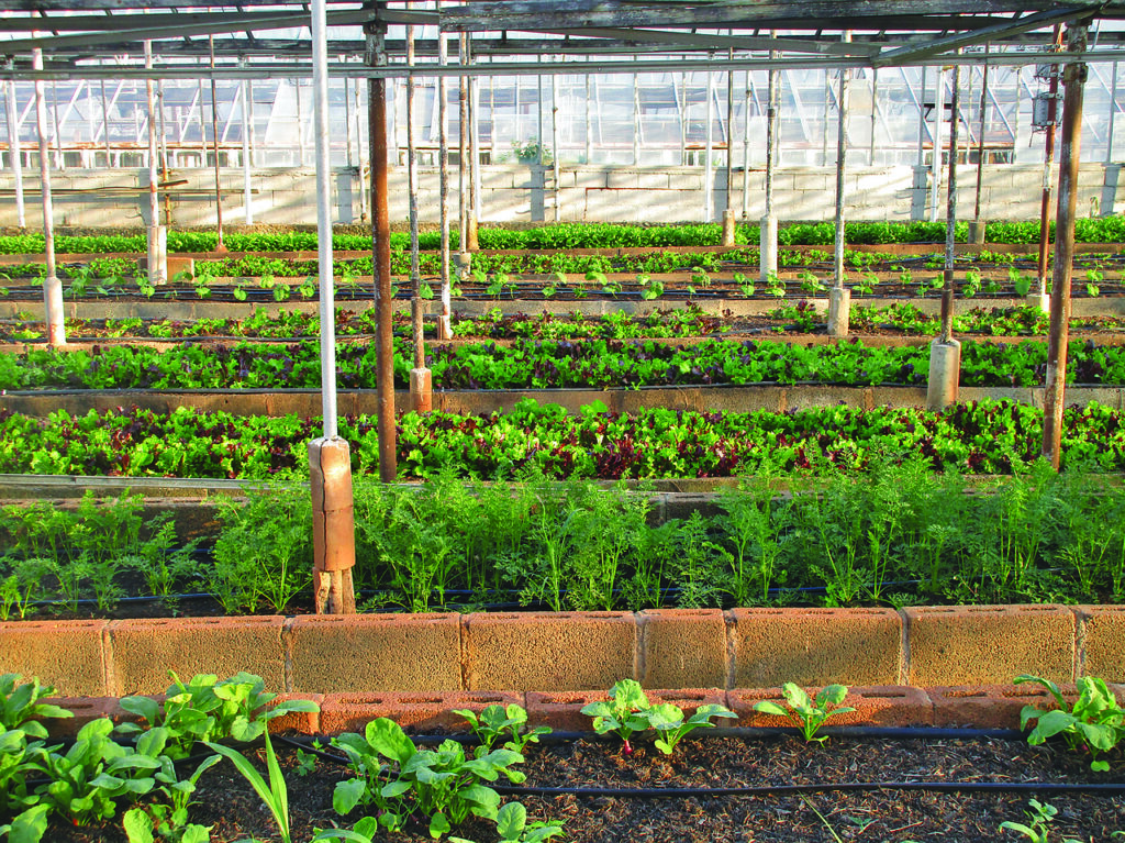 Colorado plant growers