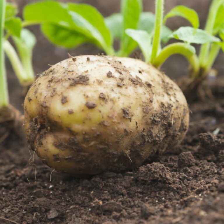 5 Creative Ways to Grow Potatoes at Home: Spud-tacular Secrets ...