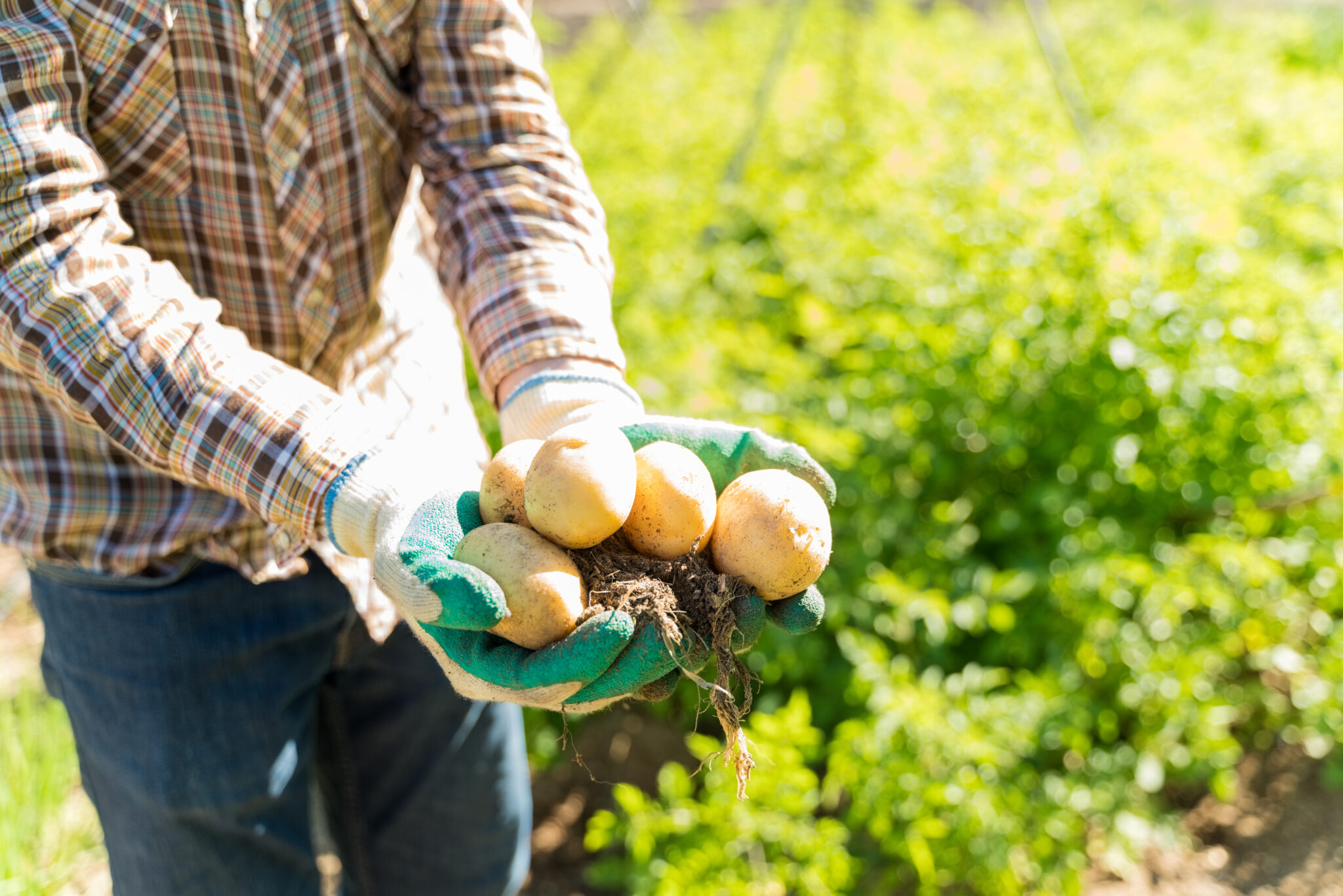 Growing Potatoes in Zone 7 A StepbyStep Easy Guide Cultivating