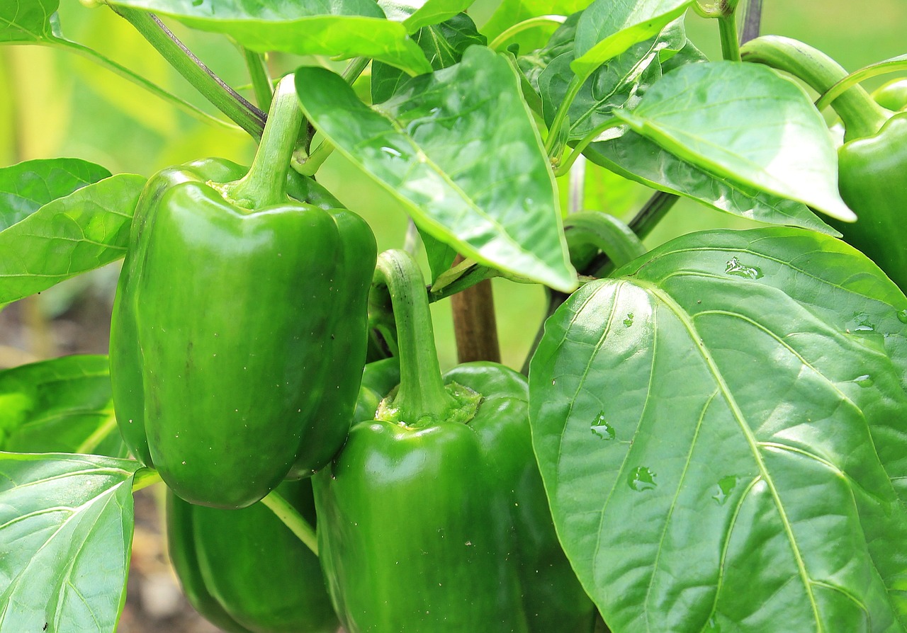 15 Companion Plants For Green Bell Pepper