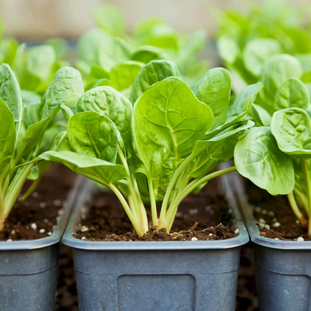 Easy To Grow Vegetables For Container Gardening In Small Spaces