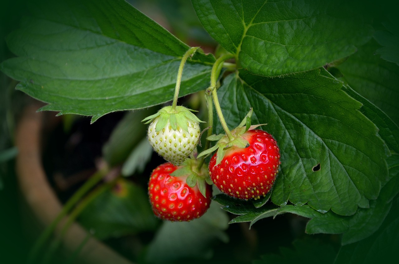 Can I Grow Strawberries Next To Tomatoes?