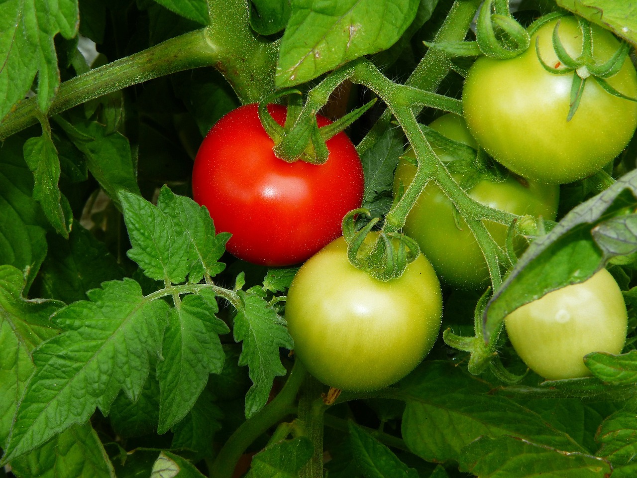 Companion Plants For Cherry Tomatoes