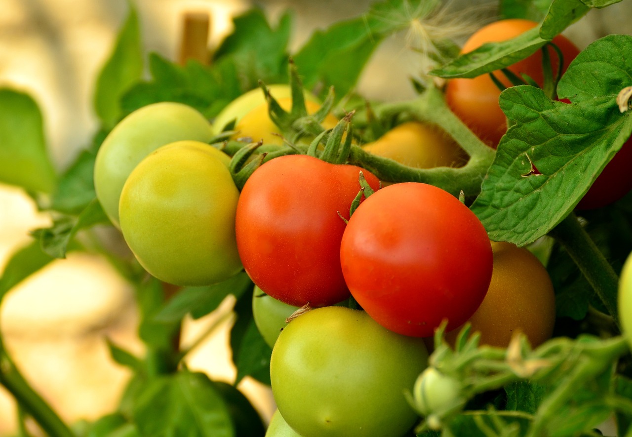 Companion Plants for Tomatoes in Containers