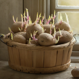 The Ultimate Guide to Growing Potatoes From Sprouted Potatoes