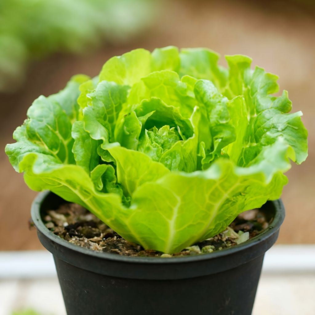 When To Plant Certain Vegetables In Containers