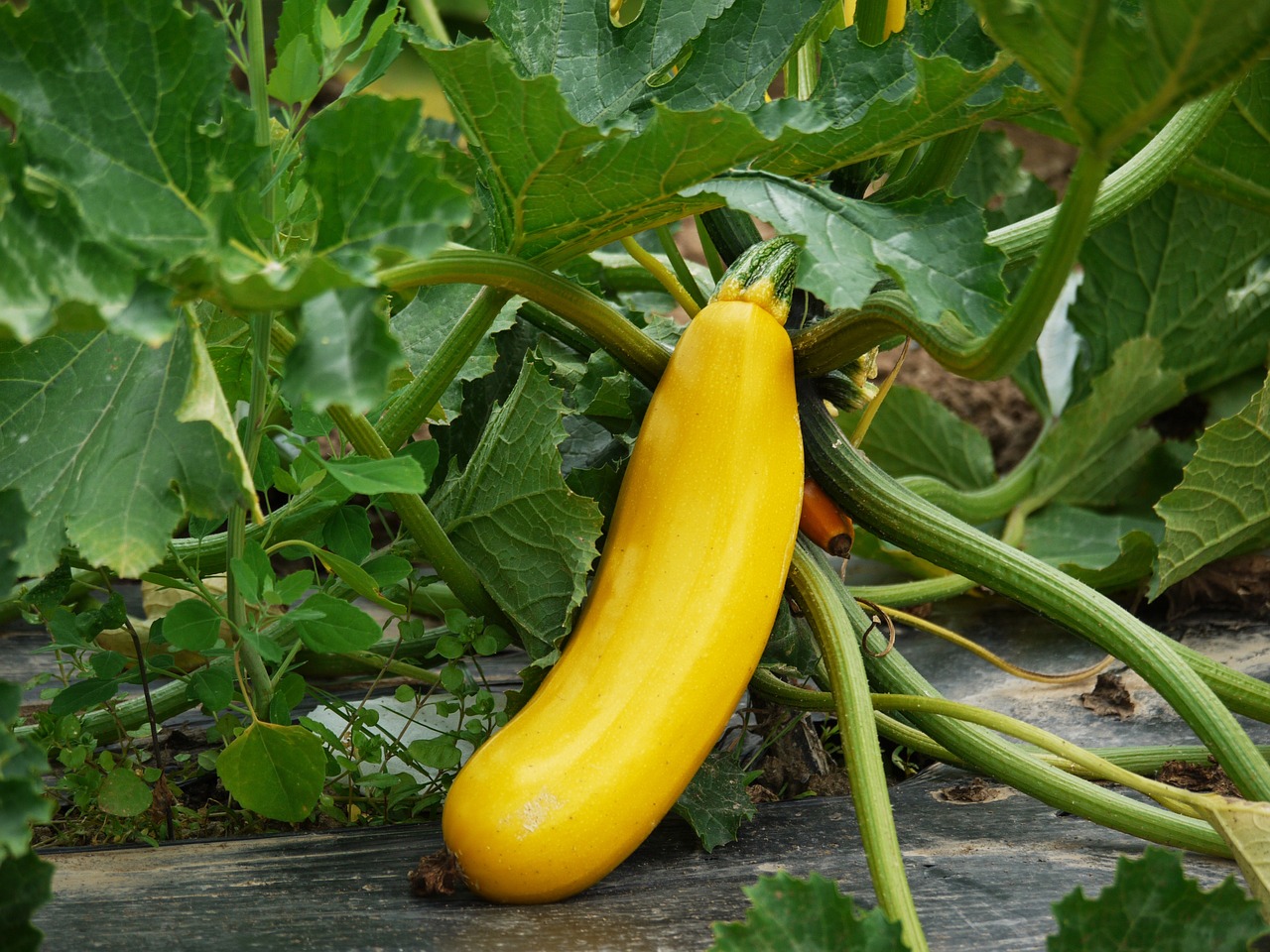 13 Best Zucchini Companion Plants