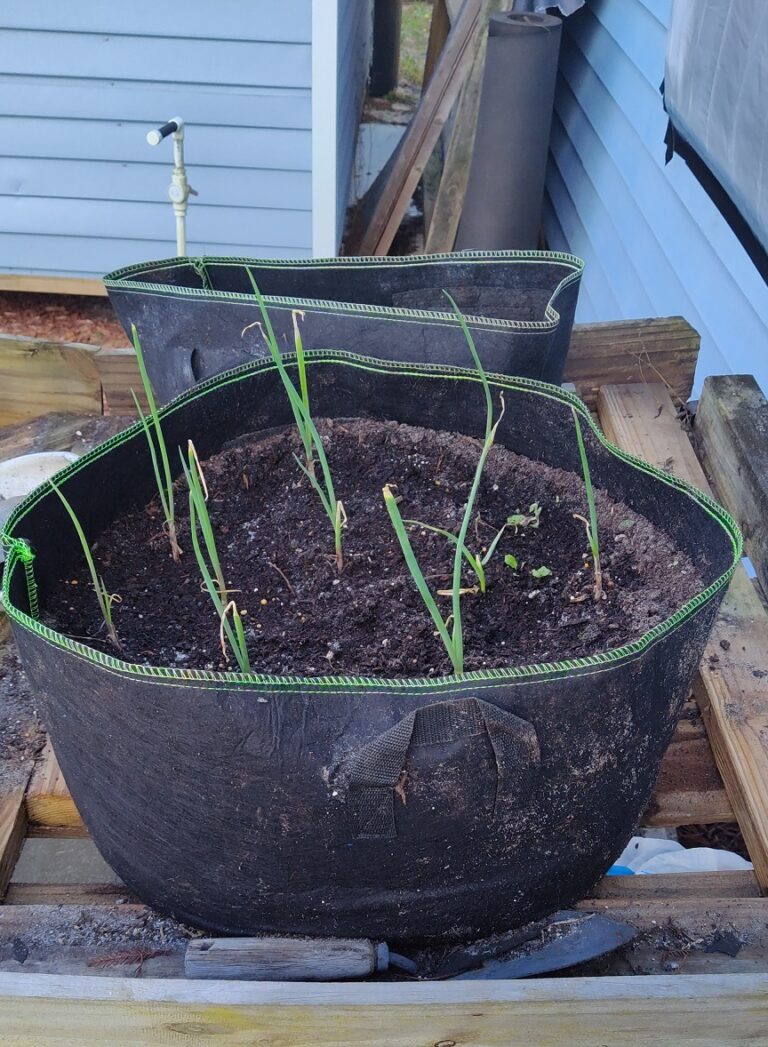 MustTry Hacks for Growing Carrots In Grow Bags For Maximum Yields