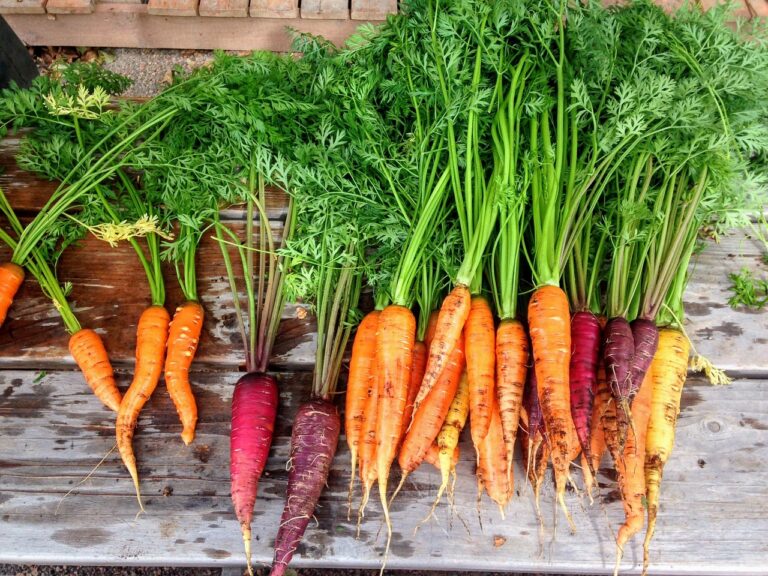 Your StepbyStep Guide to Growing Carrots in 5 Gallon Buckets