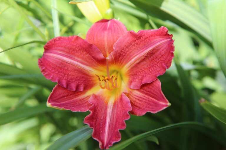 15 Full Sun Perennials for Zone 5's Endless Summer Extravaganza ...