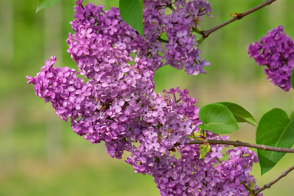 How To Care & Grow Gorgeous Lilac Bush: From Planting To Perfect Blooms 