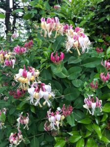 Honeysuckle Vine Growing Guide: How To Plant, Grow And Care For ...