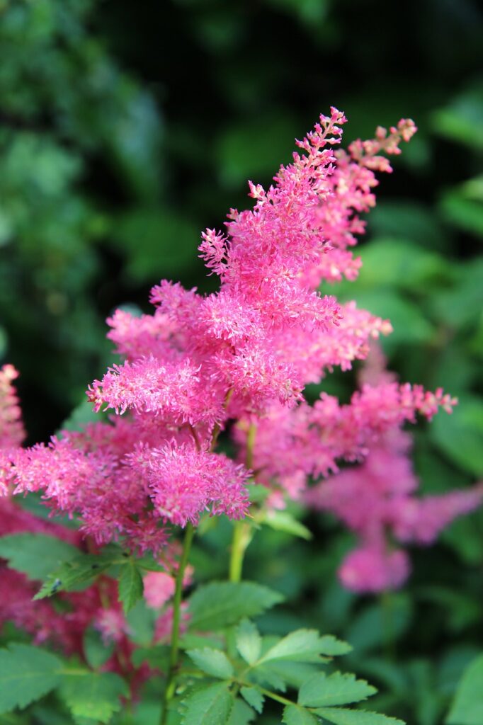 How to Grow and Care for Astilbes: A Complete Guide for Beginners ...