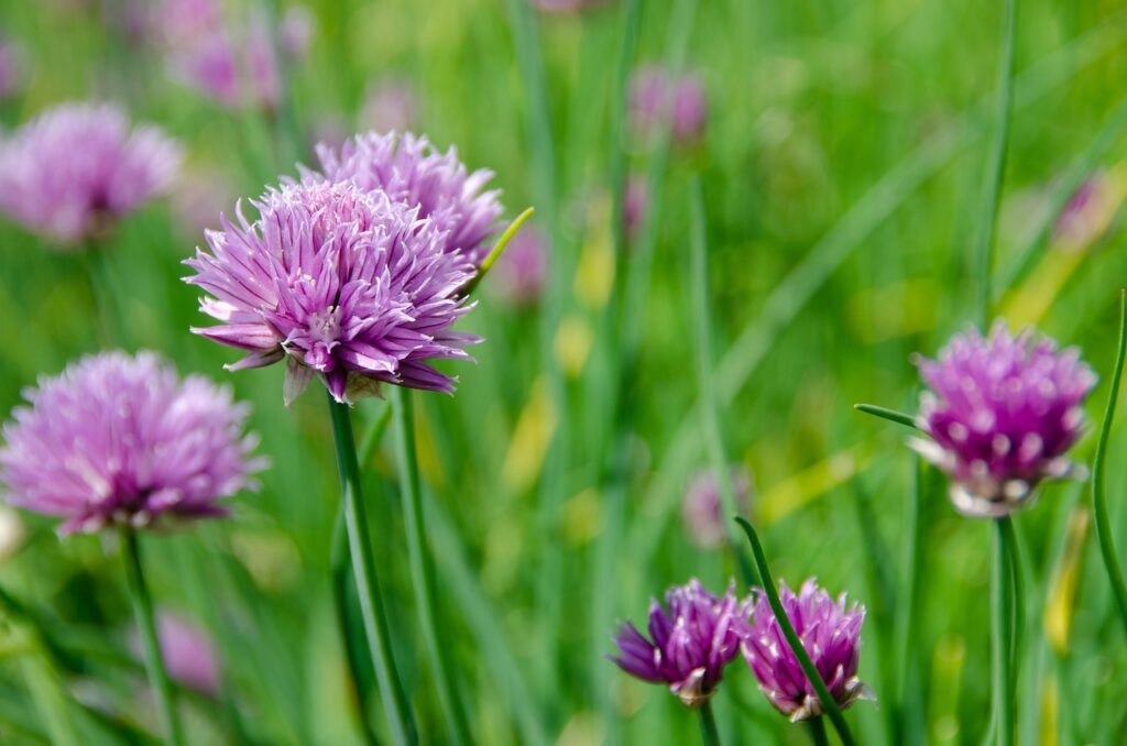 Ultimate Guide to Harvesting Chives for Maximum Regrowth Cultivating Green Spaces