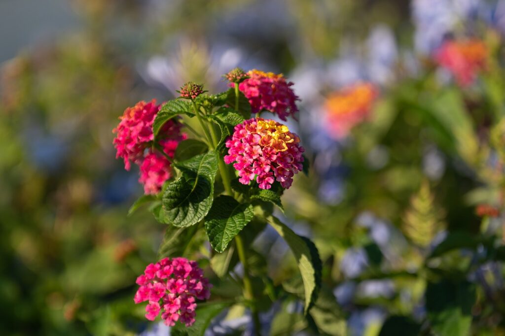 10 Best Lantana Companion Plants For Creating Stunning Landscapes ...