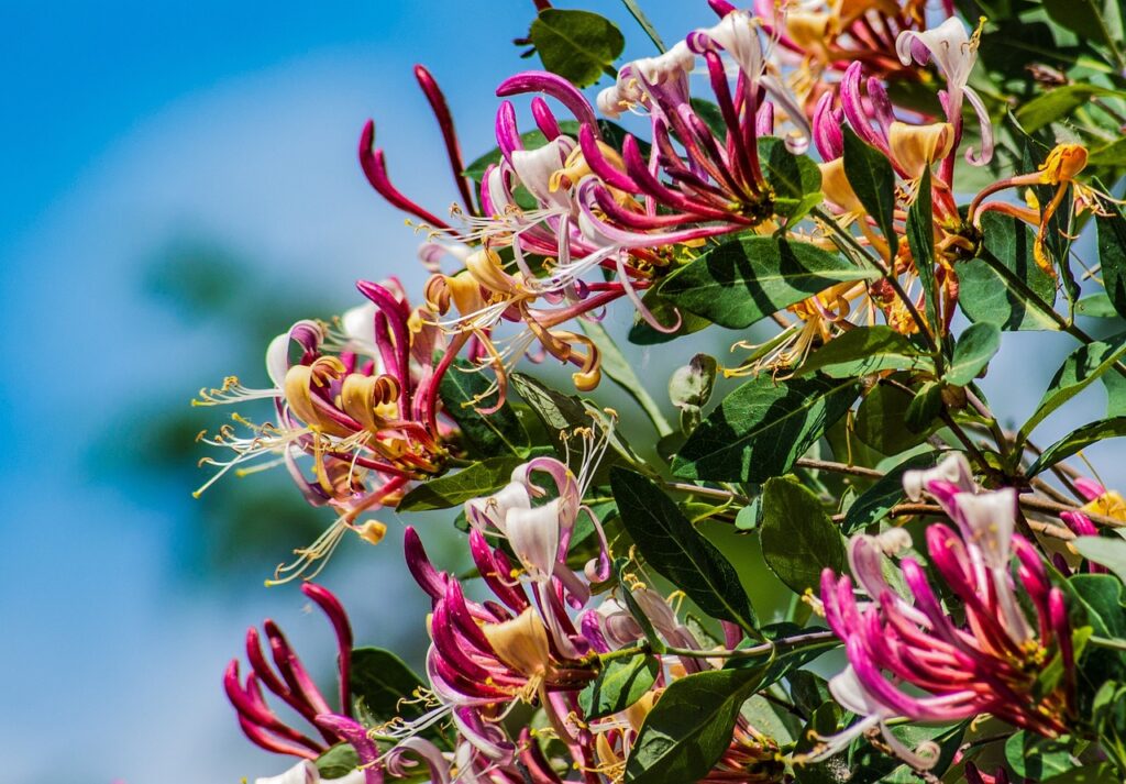 Honeysuckle Vine Growing Guide: How To Plant, Grow And Care For ...