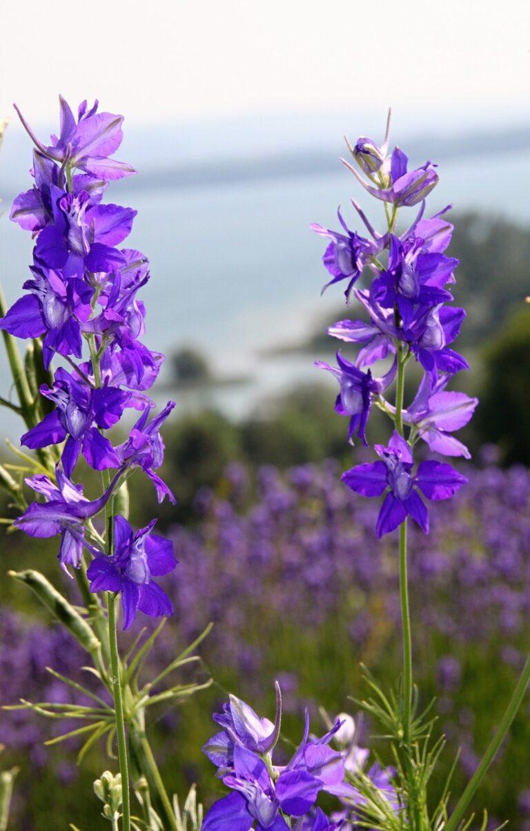 Larkspur Flower Growing Guide: How To Plant, Grow, And Care For ...