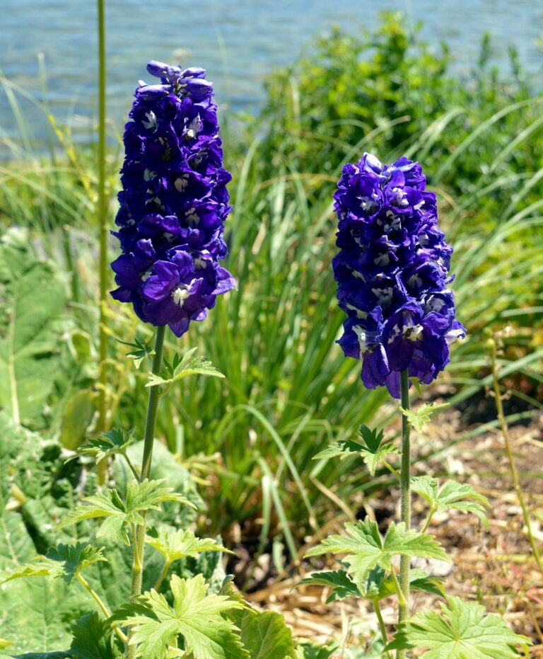 Larkspur Flower Growing Guide: How To Plant, Grow, And Care For ...