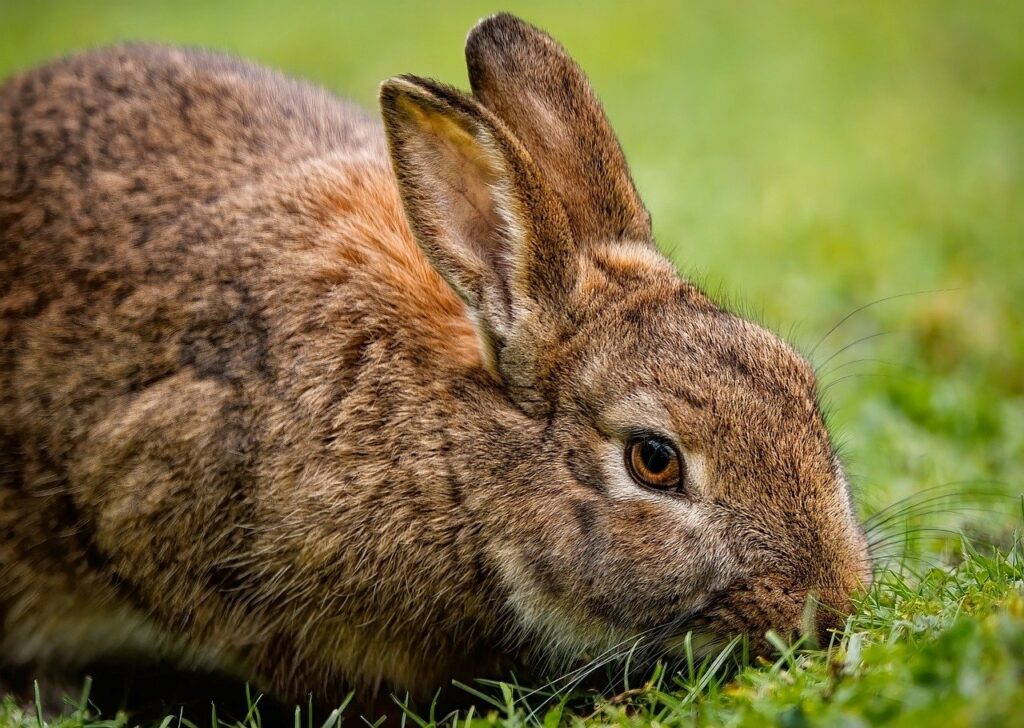 Humane Techniques to Get Rid Of Rabbits In The Garden Effective Rabbit
