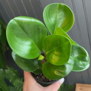 How To Grow And Care For Peperomia Plant: A Beginner's Easy Guide